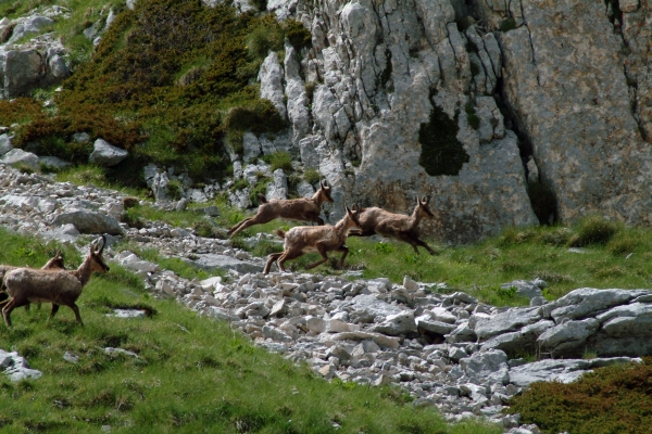 Camoscio d''Abruzzo Rupicapra pyrenaica ornata